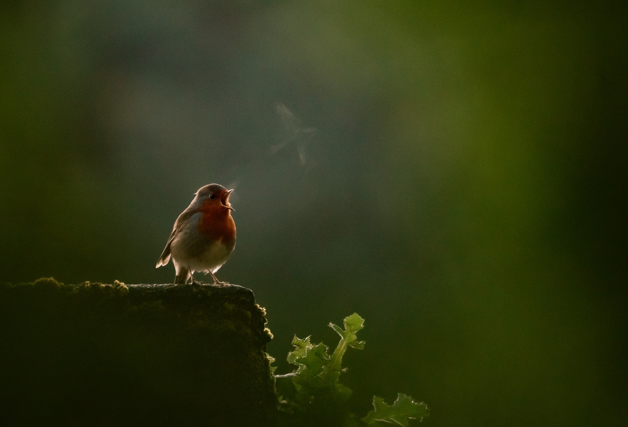 Energetikai kezelés